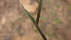 Enneapogon desvauxii