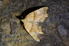 Chalastra pellurgata