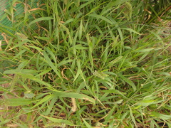 Setaria adhaerens
