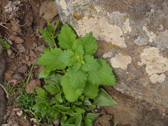 Scrophularia arguta