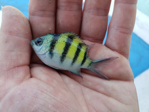 Scissortail Sergeant — seen at this dive site
