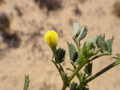 Medicago laciniata