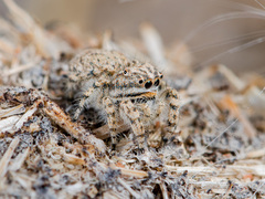 Yllenus turkestanicus