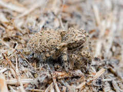 Yllenus turkestanicus