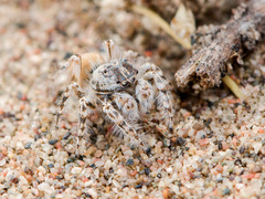 Yllenus turkestanicus