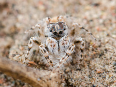 Yllenus turkestanicus