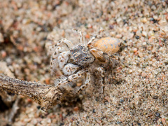 Yllenus turkestanicus