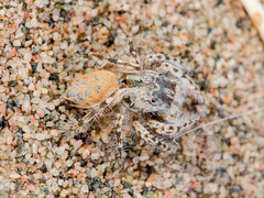 Yllenus turkestanicus