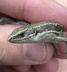 Oligosoma