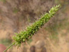Setaria adhaerens