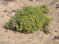 Gymnocarpos decander