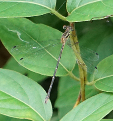 Lestes australis