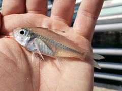 Ambassis gymnocephalus