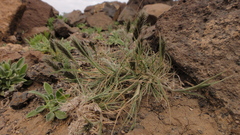 Enneapogon desvauxii