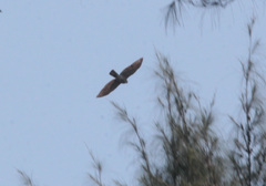 Accipiter badius