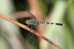 Orthetrum serapia
