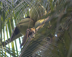 Callosciurus
