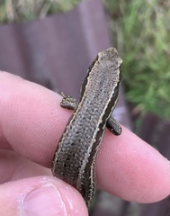 Oligosoma