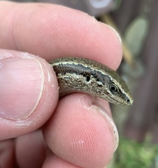 Oligosoma