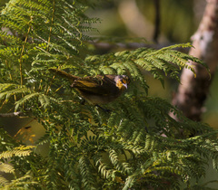 Pycnonotus finlaysoni