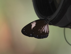 Euploea radamanthus