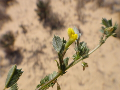 Medicago laciniata