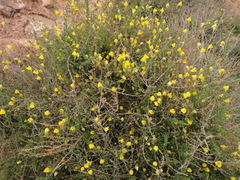 Nanorrhinum heterophyllum