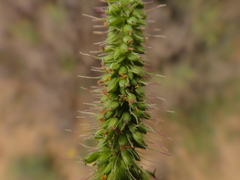 Setaria adhaerens