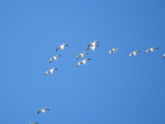 Larus fuscus