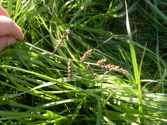 Lolium multiflorum