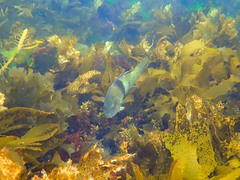 Notolabrus tetricus