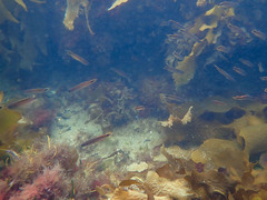 Trachinops caudimaculatus