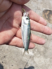 Sardinella lemuru
