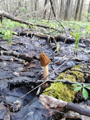 Verpa bohemica