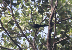 Phaenicophaeus tristis