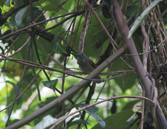 Cyanoderma erythropterum