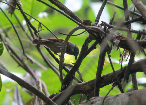 Chestnut-winged Babbler (Cyanoderma erythropterum), photo 7