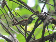 Cyanoderma erythropterum