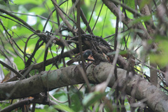 Cyanoderma erythropterum