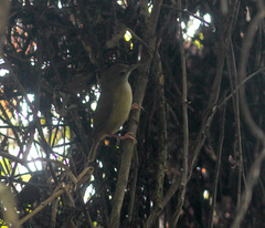 Malacocincla abbotti