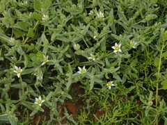 Aizoanthemopsis hispanica image