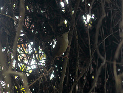 Malacocincla abbotti