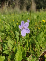 Erodium gruinum
