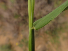 Setaria adhaerens