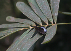 Lexias