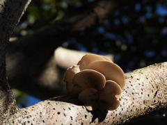 Pleurotus djamor