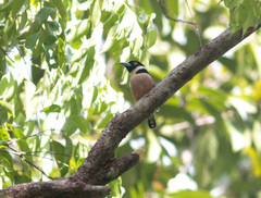 Eurylaimus ochromalus