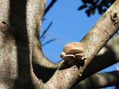 Pleurotus djamor