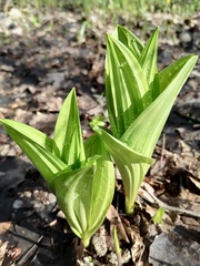 Veratrum lobelianum