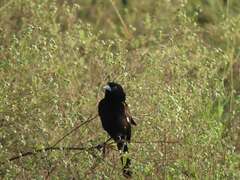 Euplectes albonotatus